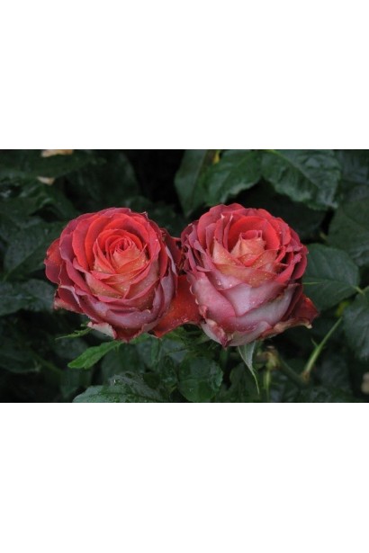 Троянда Гіннес - коричнево-теракотові бутони